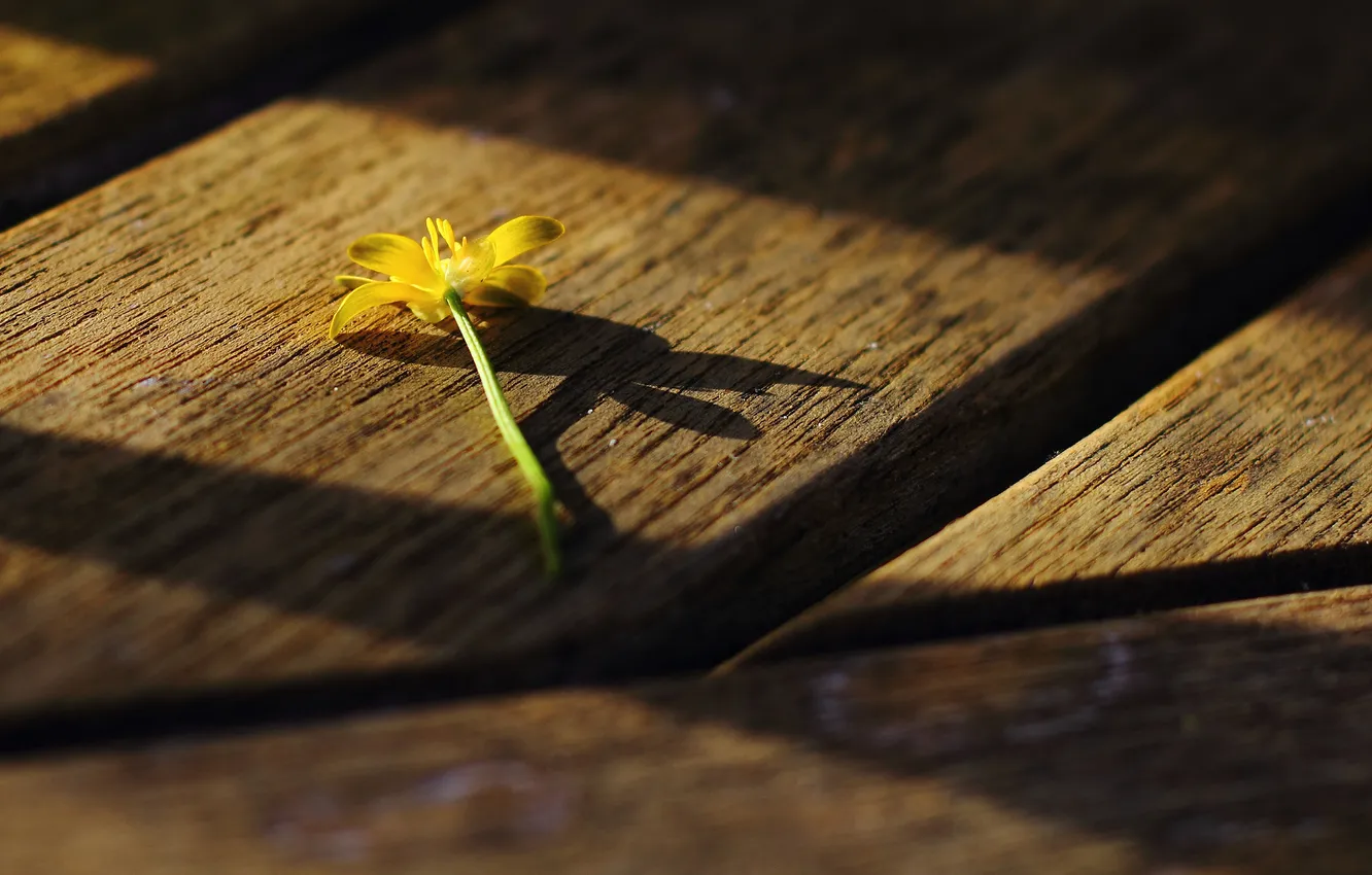 Photo wallpaper macro, light, flowers, yellow, Board, shadow, wood
