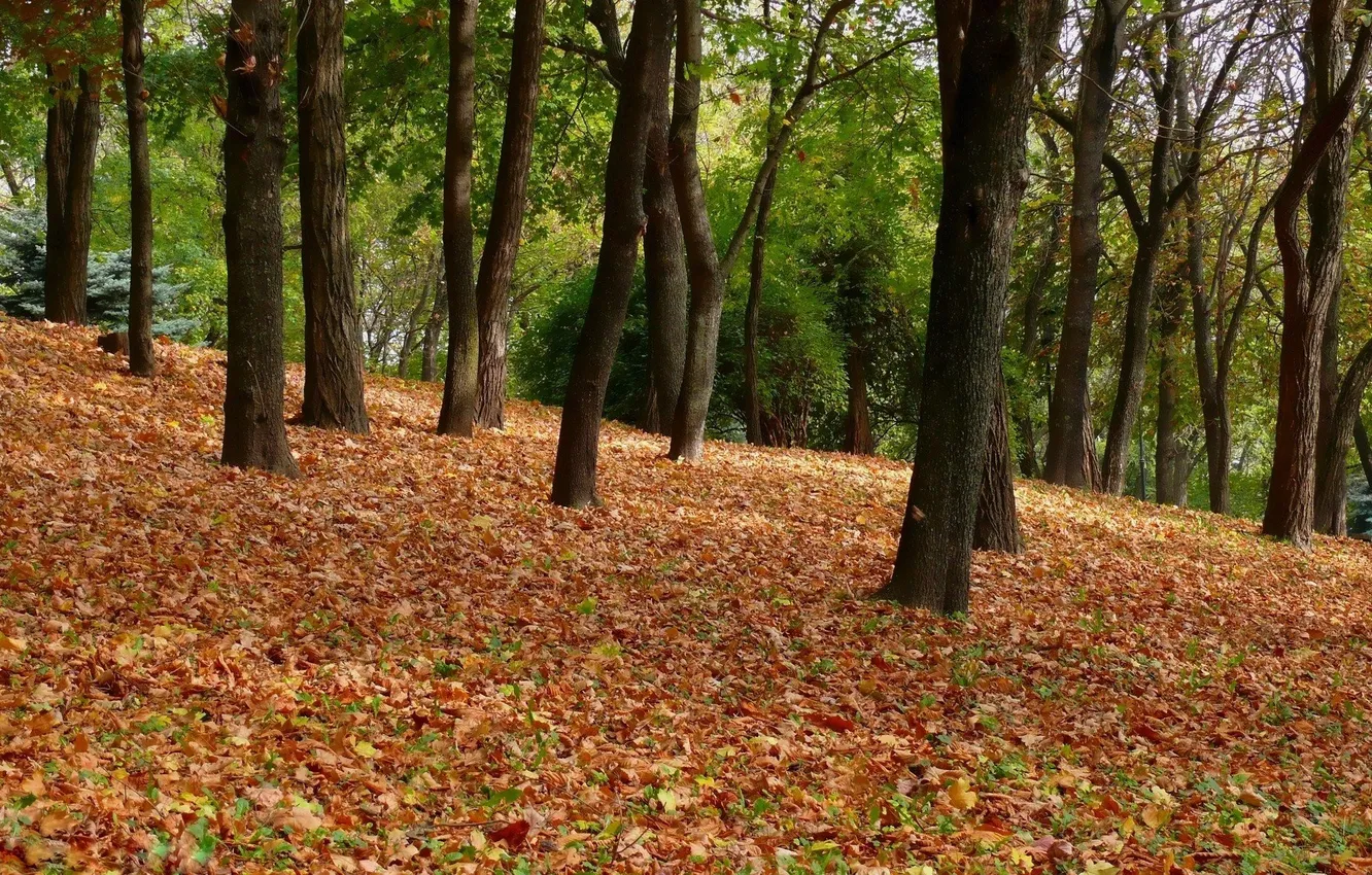 Photo wallpaper autumn, forest, leaves, trees, landscape, nature, Park, foliage