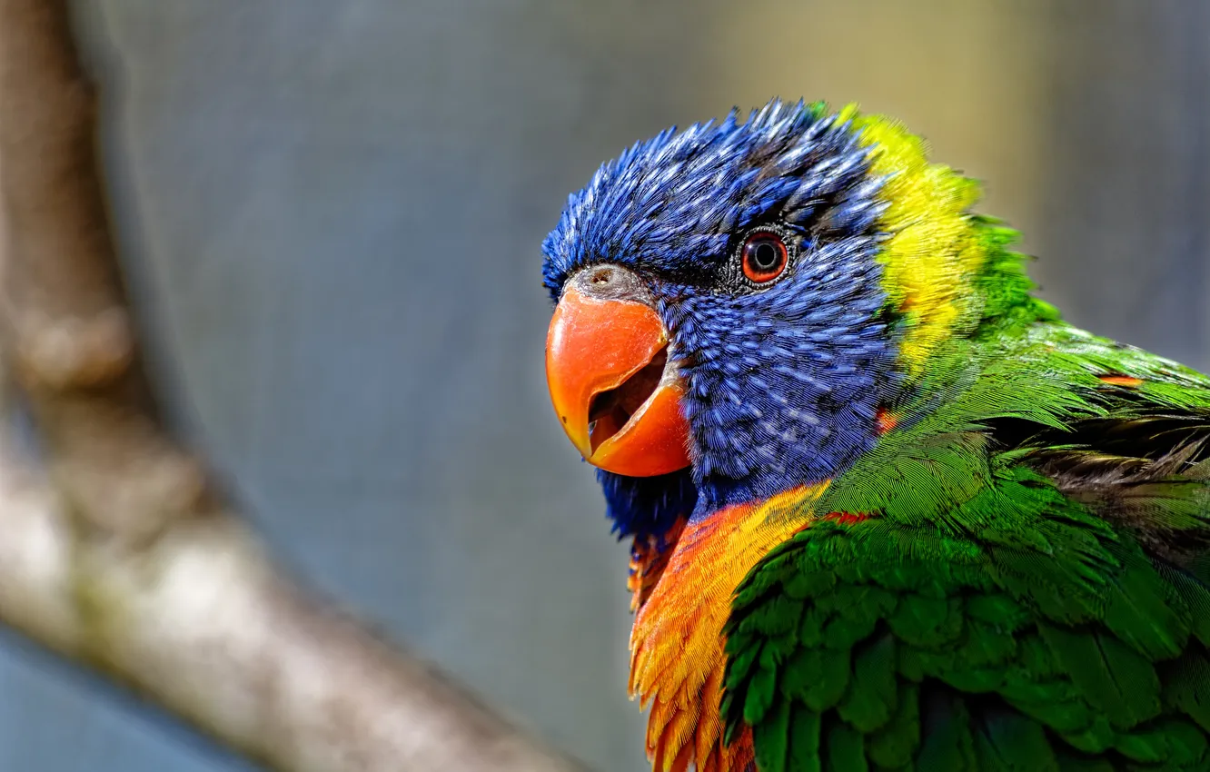Photo wallpaper bird, paint, feathers, beak, parrot