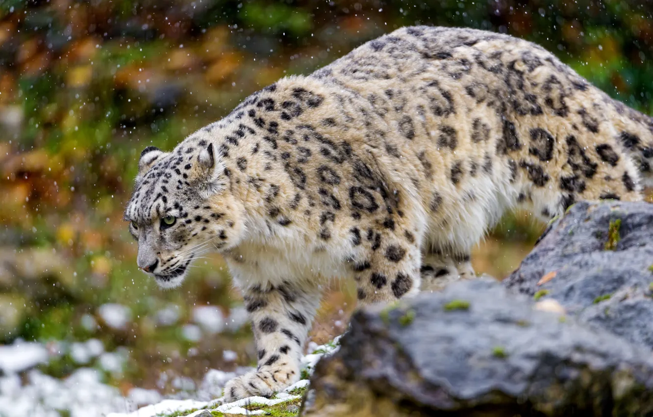 Photo wallpaper IRBIS, looks, snow, Leopard