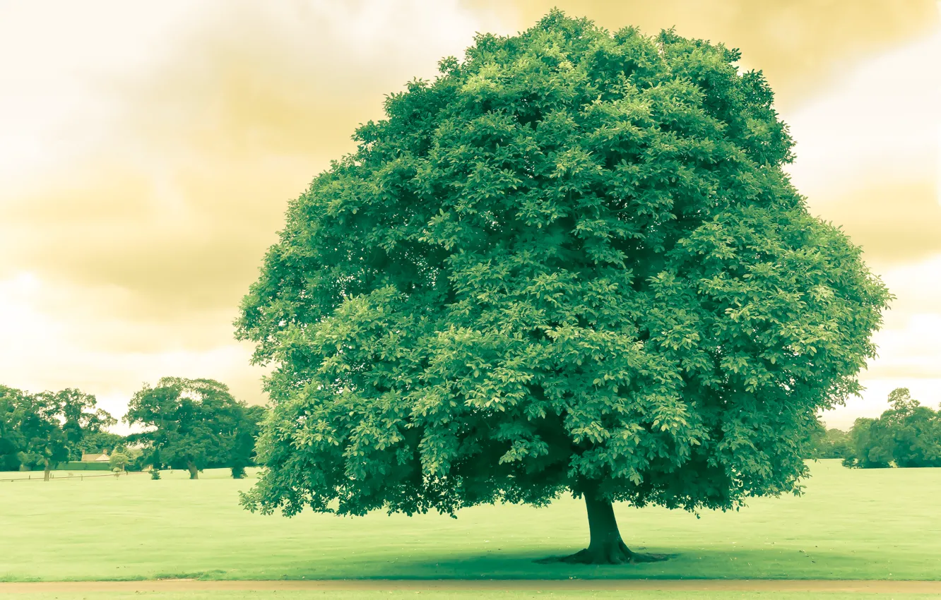 Photo wallpaper greens, leaves, trees, nature, Park, beauty