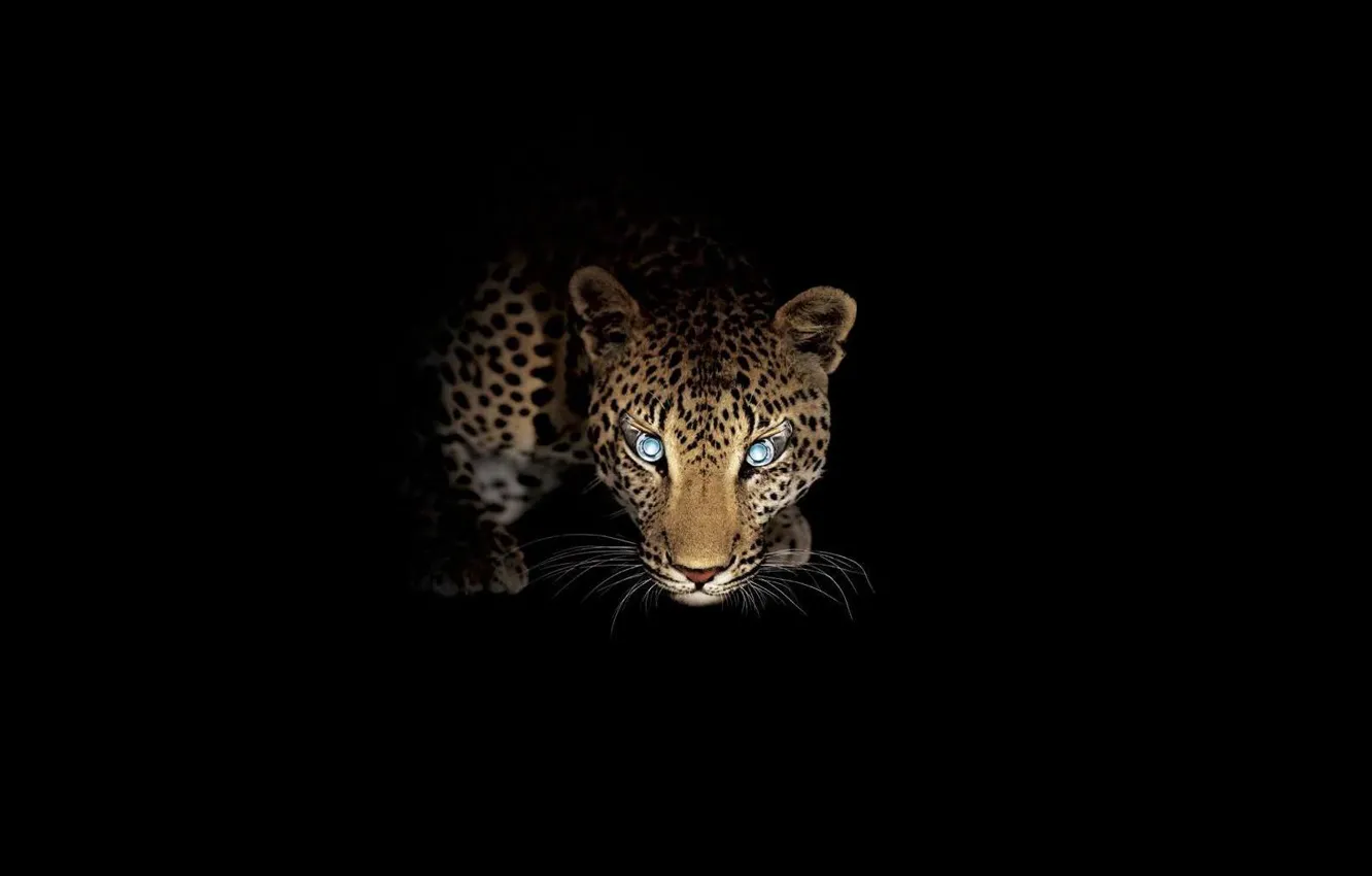 Photo wallpaper look, night, predator, leopard, hunting