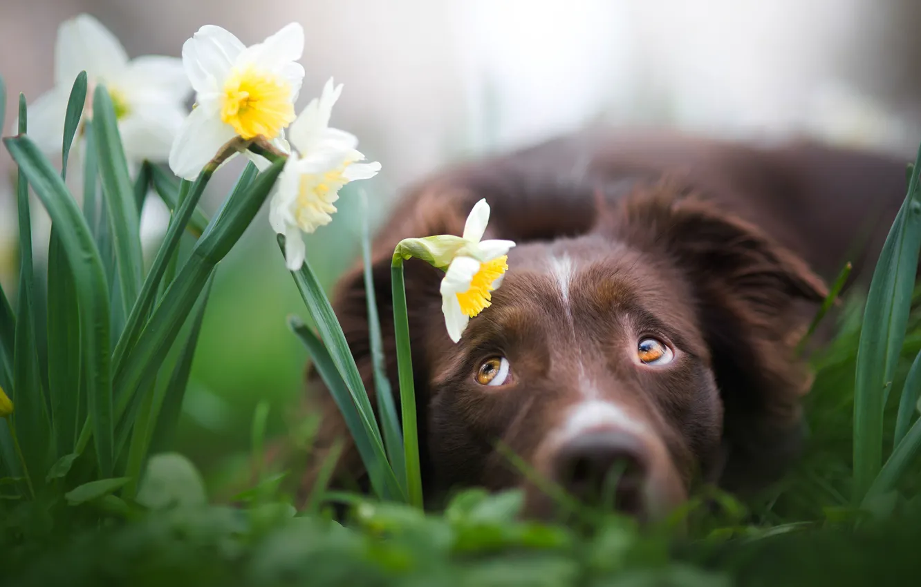 Photo wallpaper face, flowers, dog, daffodils, Iza Łysoń