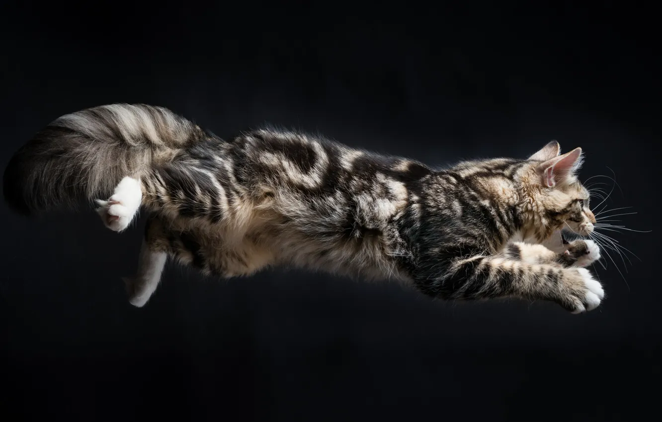 Photo wallpaper cat, background, jump, Kote