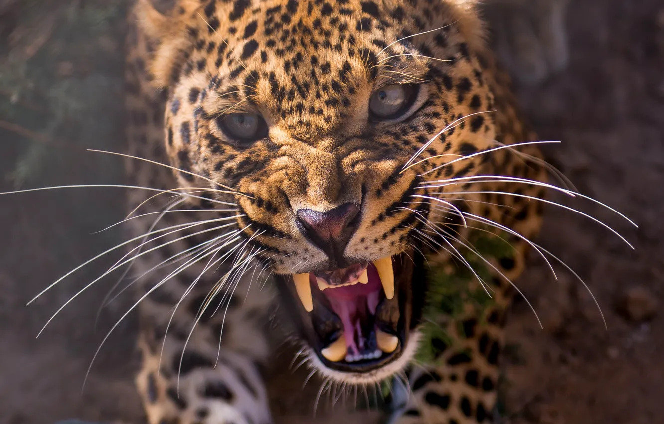 Photo wallpaper face, anger, teeth, leopard, leopard, roar