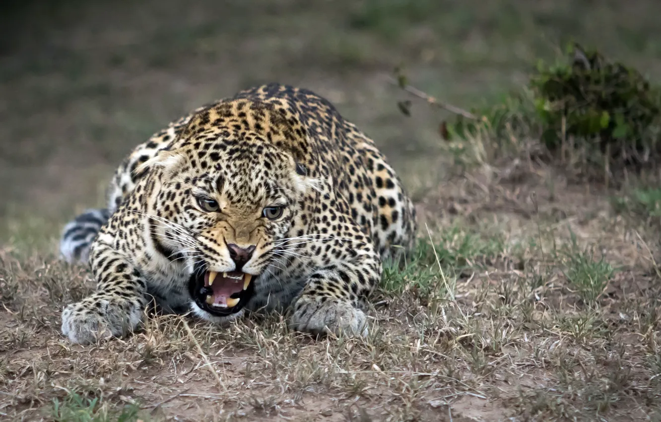 Photo wallpaper nature, leopard, beast