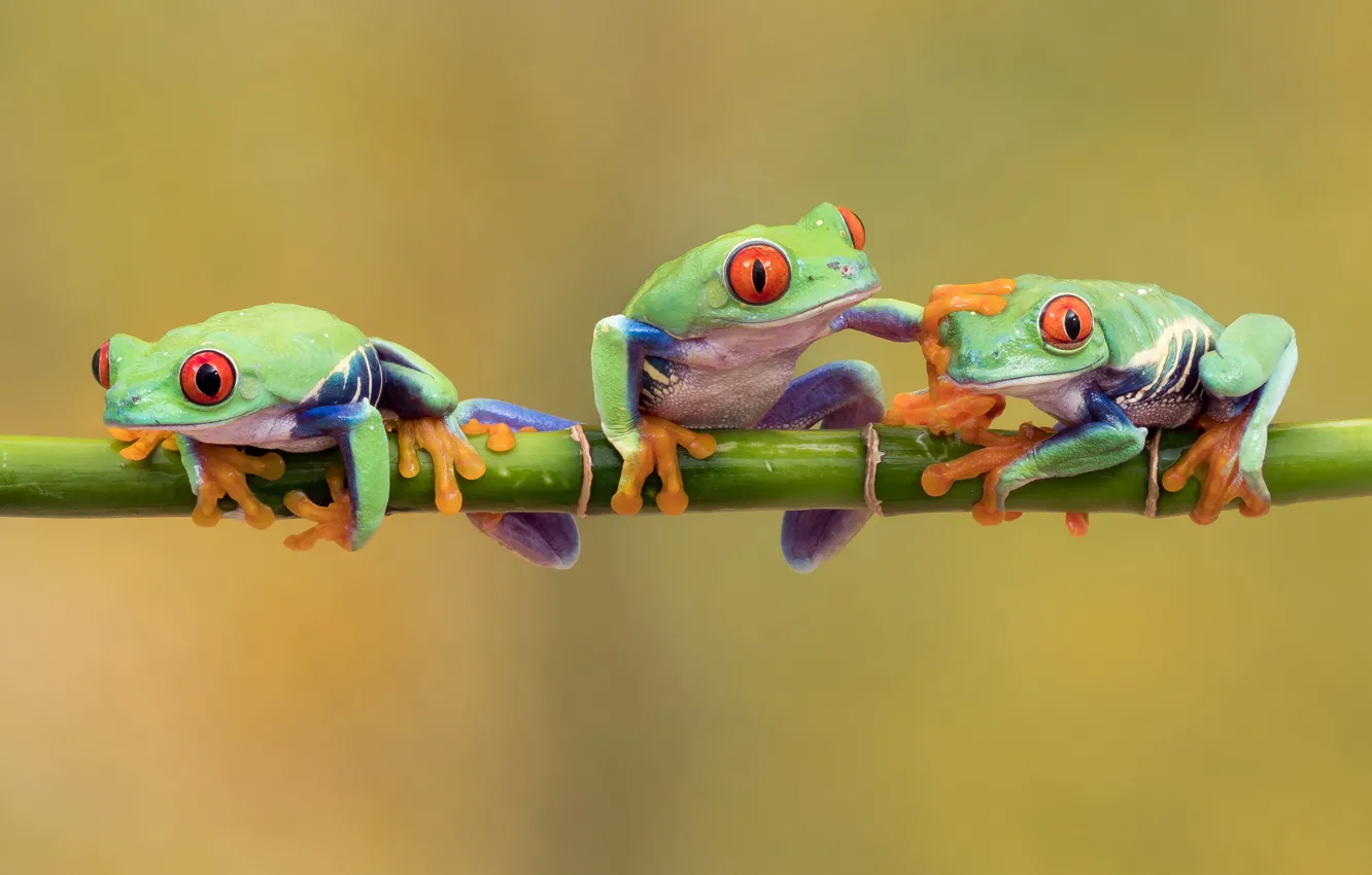 Photo wallpaper branches, pose, green, background, frog, legs, three, trio
