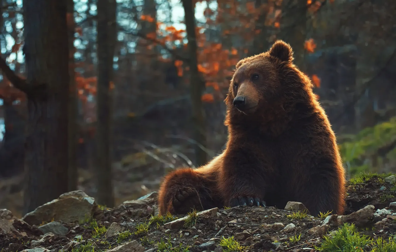 Photo wallpaper forest, pose, bear, bear, sitting, brown, Mikhaylo Potapych