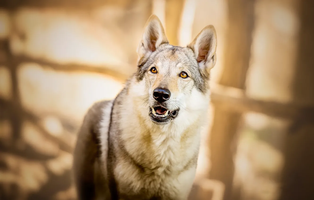 Photo wallpaper look, face, light, pose, glare, grey, background, mood