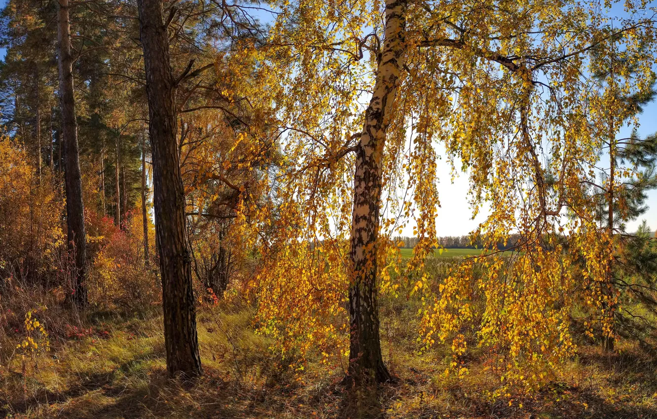 Photo wallpaper autumn, forest, foliage, grove