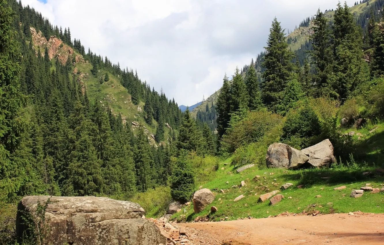 Photo wallpaper forest, landscape, mountains