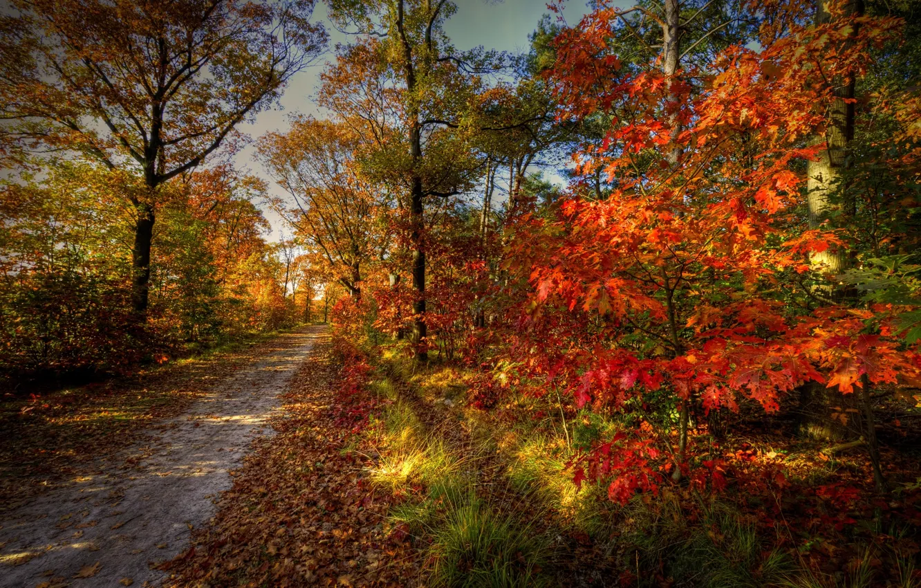 Photo wallpaper road, autumn, forest, the sky, trees, landscape, nature
