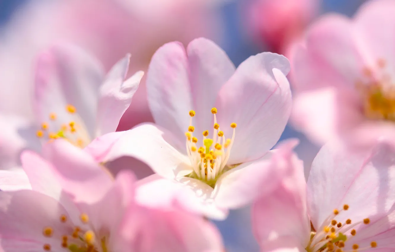 Photo wallpaper macro, flowers, cherry, spring, Sakura, flowering