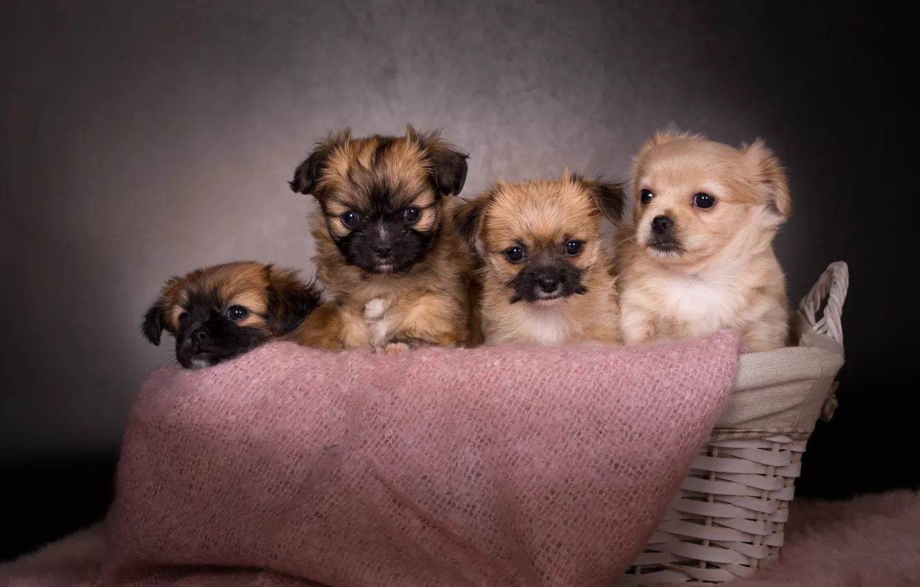 Photo wallpaper dog, puppy, basket