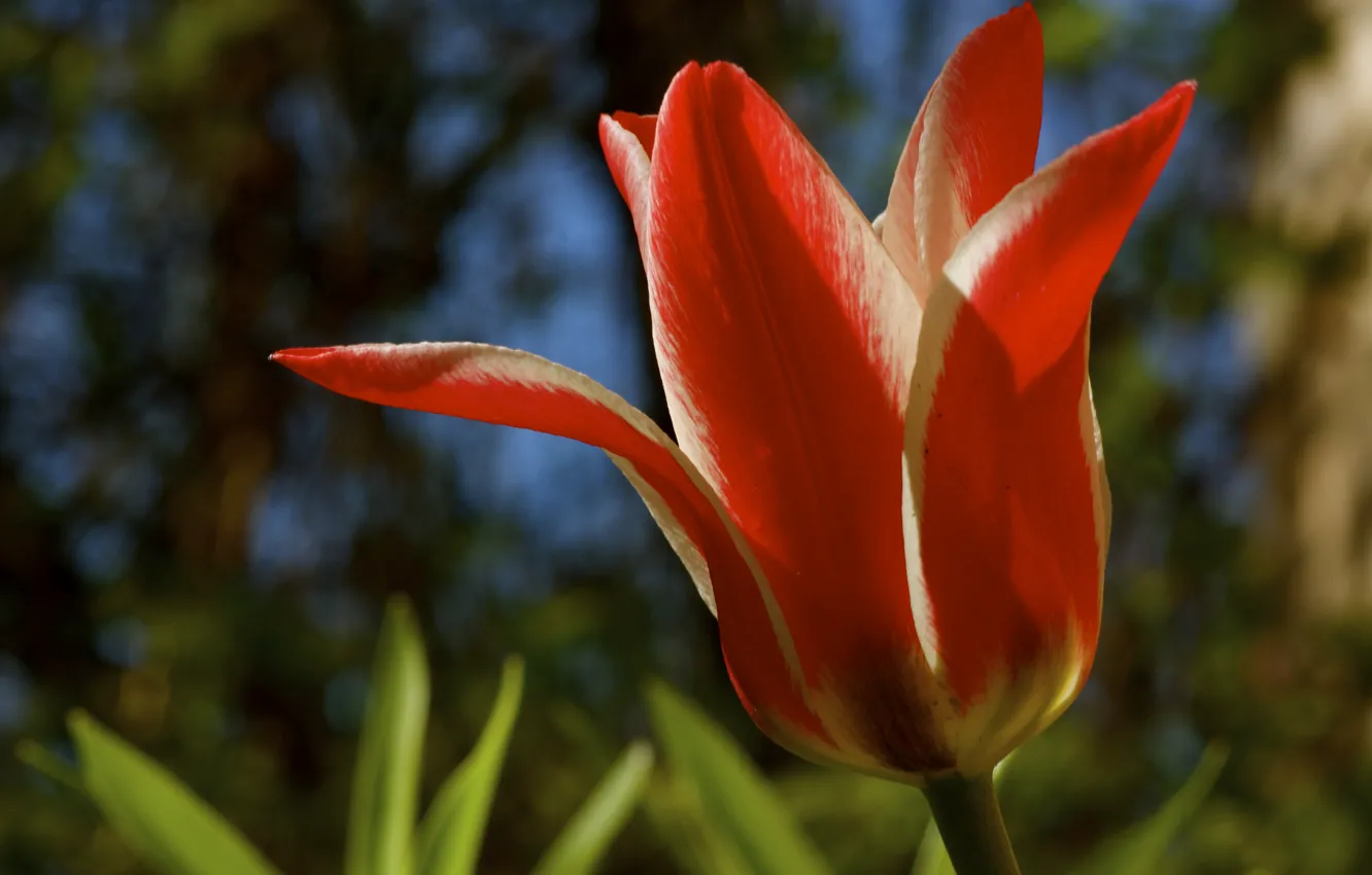Photo wallpaper macro, flowers, spring, tulips, buds