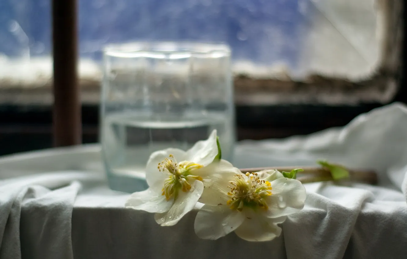 Photo wallpaper flowers, glass, window
