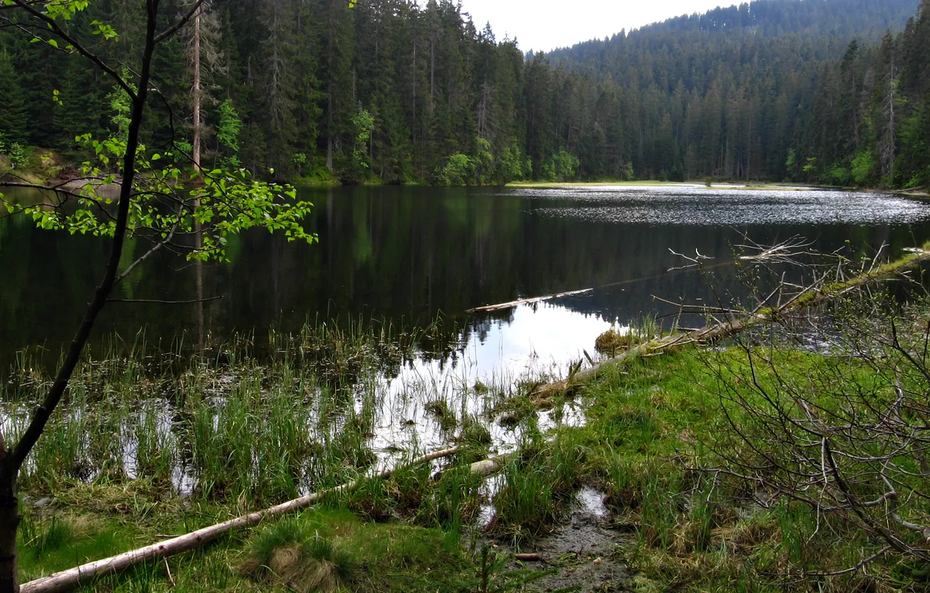 Photo wallpaper forest, mountains, Czech Republic, Sumava, Bohemia, Sumava national Park, lake Lac, Laka