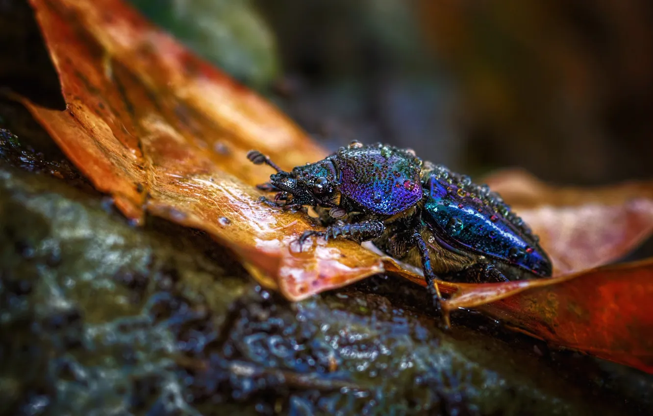 Photo wallpaper autumn, drops, macro, blue, nature, stones, background, leaf