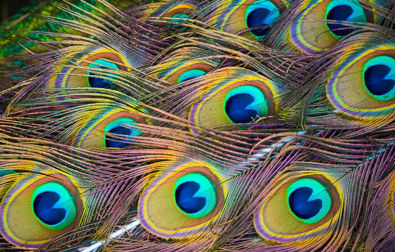 Photo wallpaper colors, feathers, peacock
