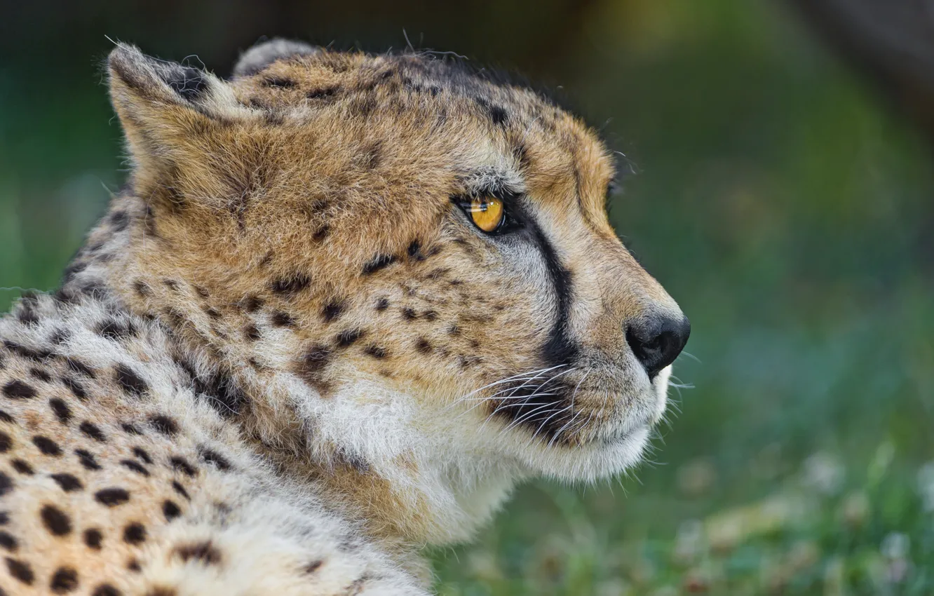 Photo wallpaper cat, face, Cheetah, profile, ©Tambako The Jaguar