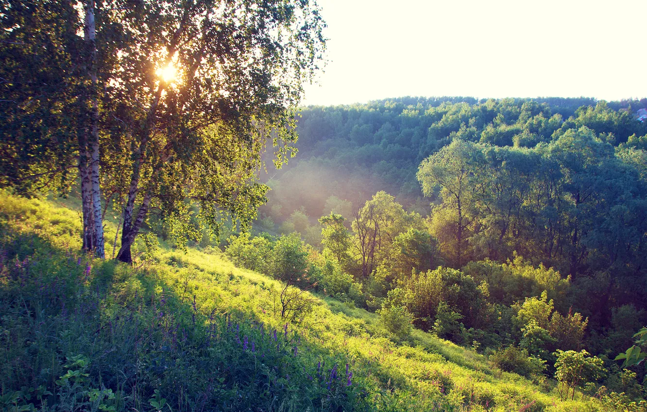 Photo wallpaper forest, summer, grass, the sun, trees, fog, morning, hill