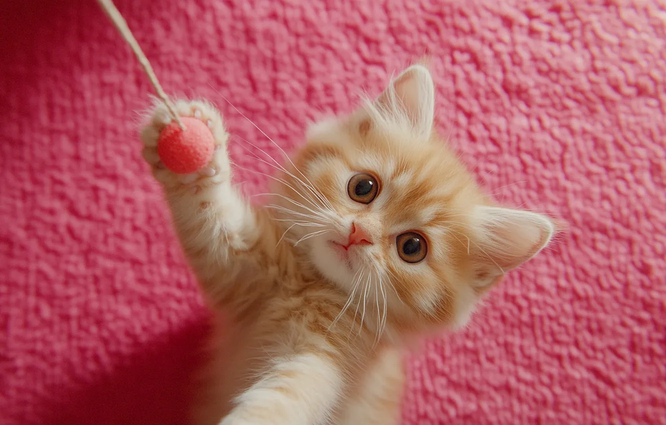 Photo wallpaper cat, look, balls, pose, toy, the game, legs, shadow