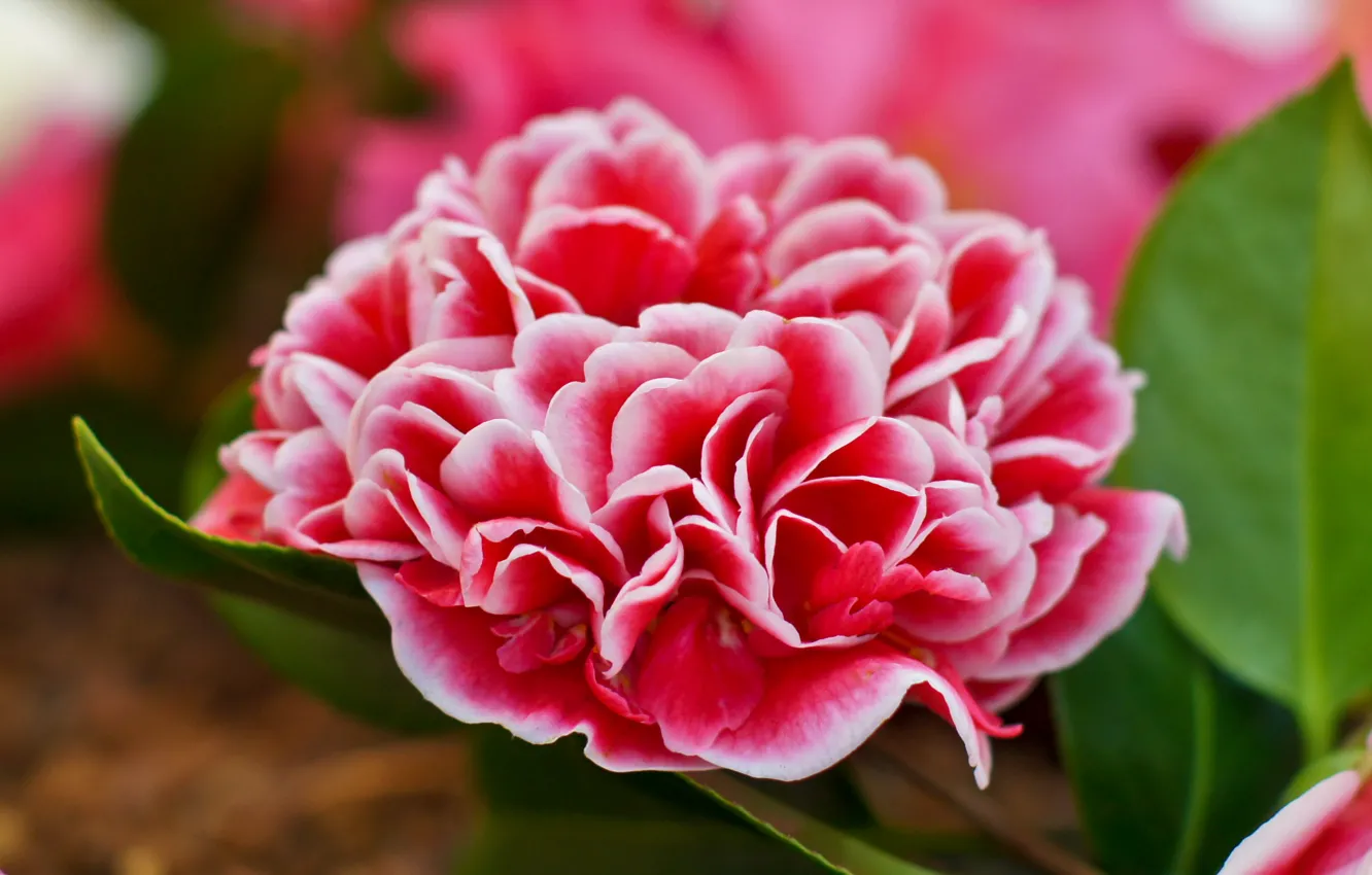 Photo wallpaper leaves, buds, flowering, shrub, leaf, Camellia, shrubs, bud