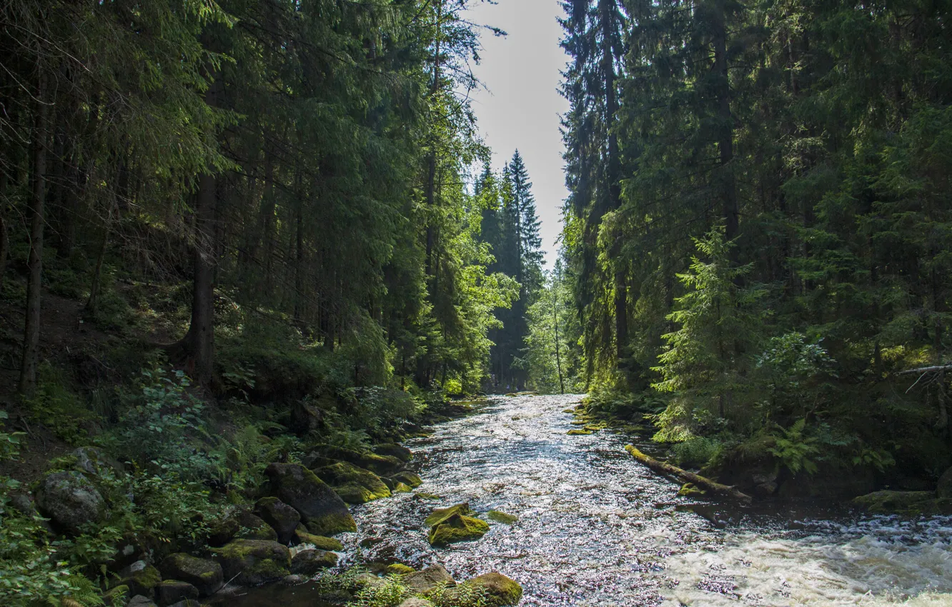 Photo wallpaper forest, river, Karelia