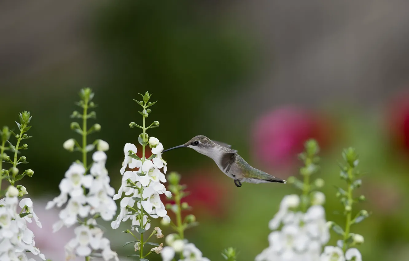 Photo wallpaper flowers, nectar, bird, Hummingbird, white, snapdragons
