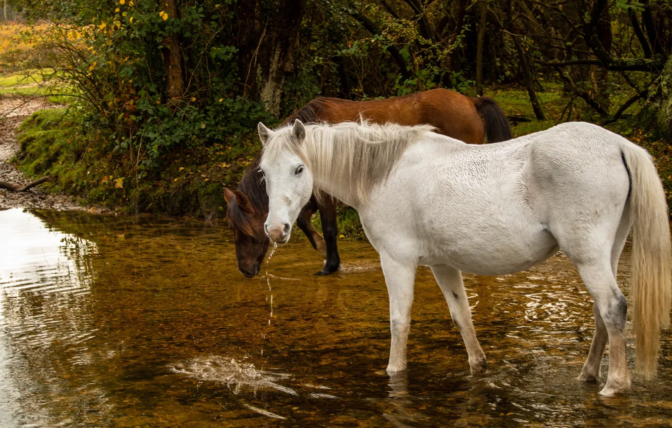 Photo wallpaper white, horse, horse, pair, drink, pond, chestnut, two knights