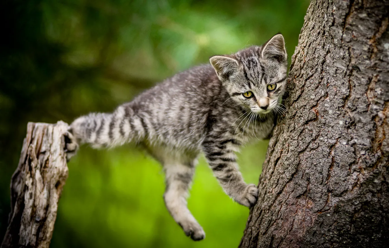 Photo wallpaper cat, trees, nature, pose, grey, jump, paws, kitty