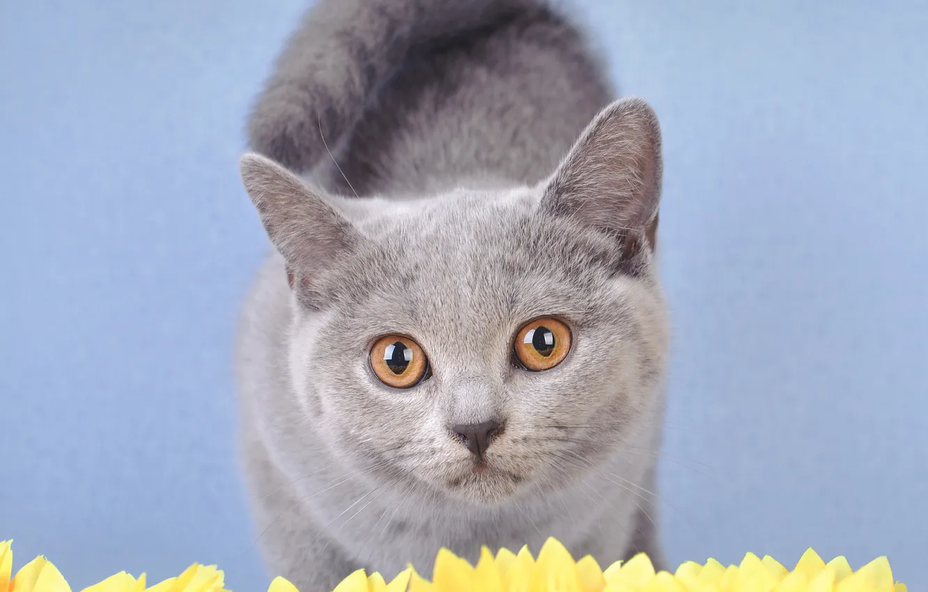 Photo wallpaper cat, look, flowers, pose, grey, kitty, face, blue background
