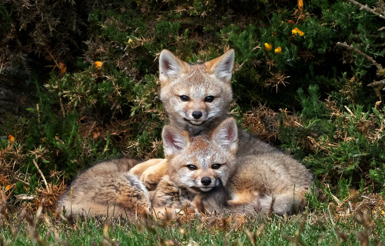 Photo wallpaper pair, Fox, cubs, cubs