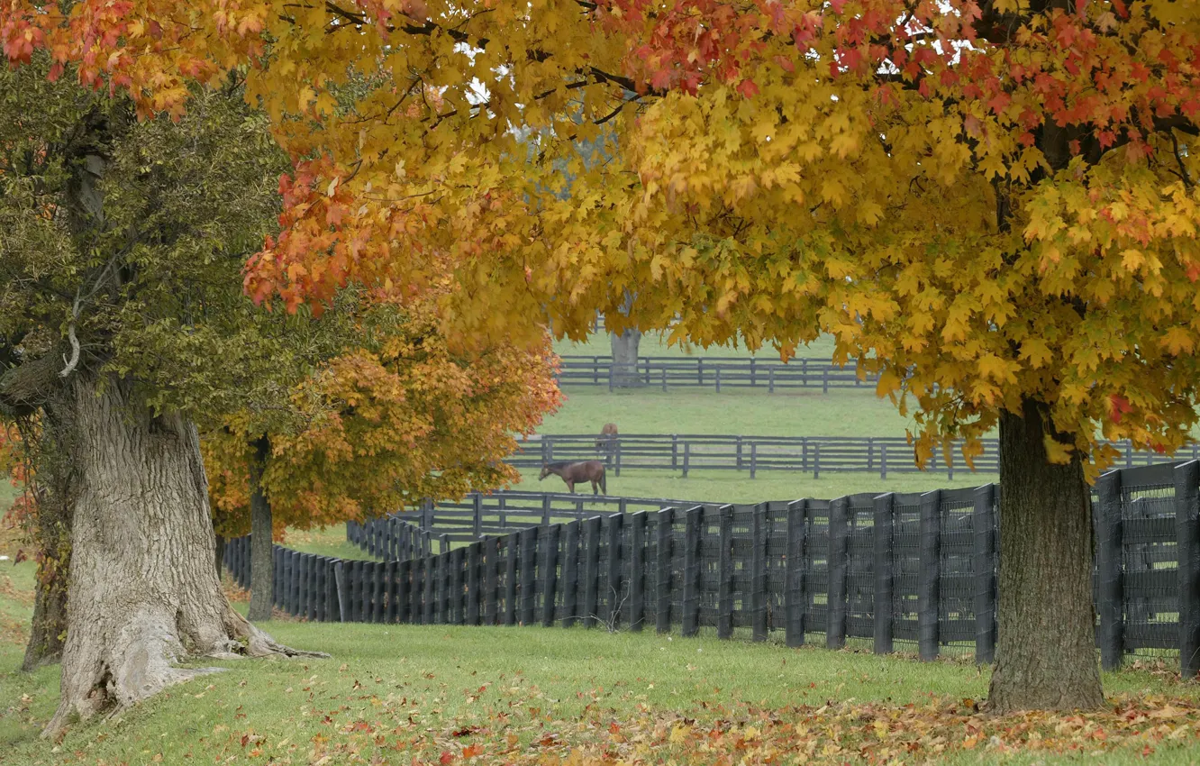 Photo wallpaper grass, leaves, trees, horse, the fence