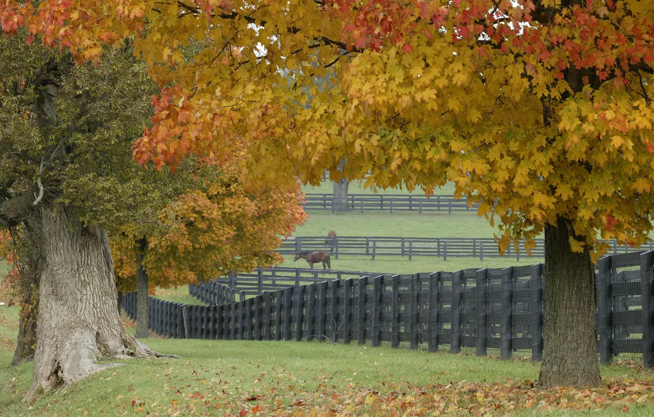Photo wallpaper grass, leaves, trees, the fence, Horse