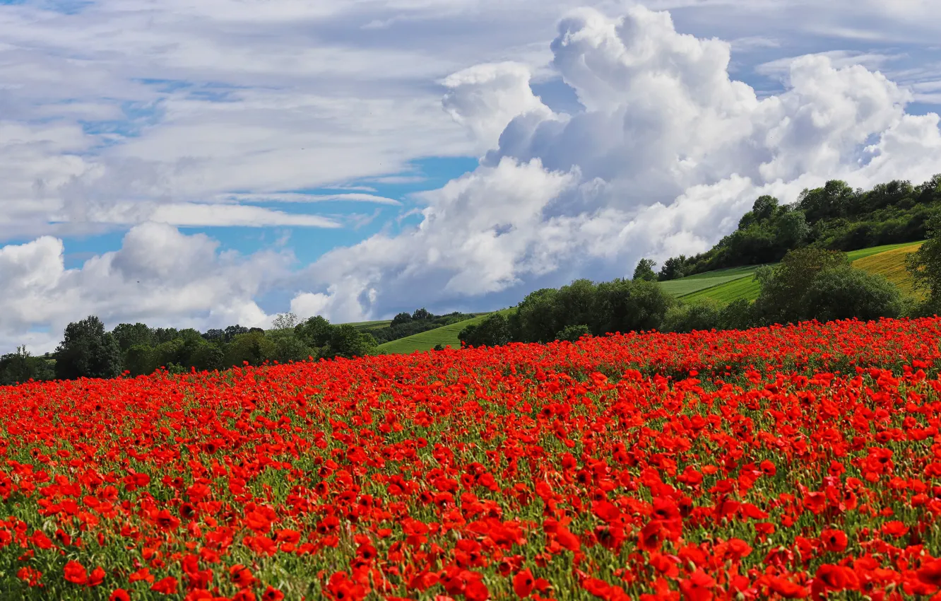 Photo wallpaper summer, the sky, clouds, flowers, Maki, meadow, poppy field