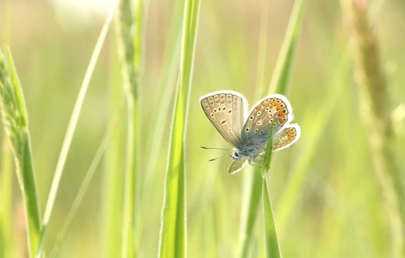 Photo wallpaper greens, grass, macro, light, butterfly, insect
