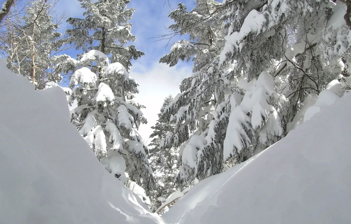 Photo wallpaper winter, forest, the sky, snow, trees, Wallpaper, tree, spruce