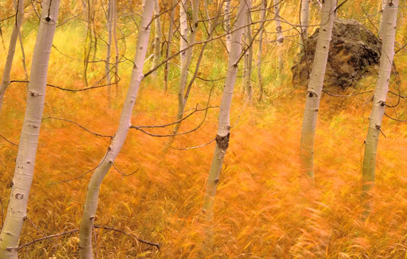 Photo wallpaper autumn, forest, landscape, Wallpaper, birch, grove, feather