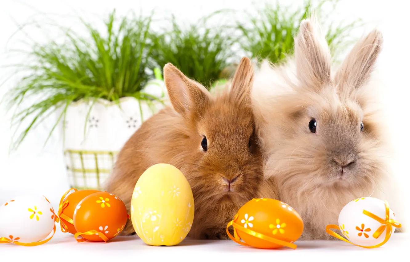 Photo wallpaper Rabbits, Easter, Eggs, Two, Animals