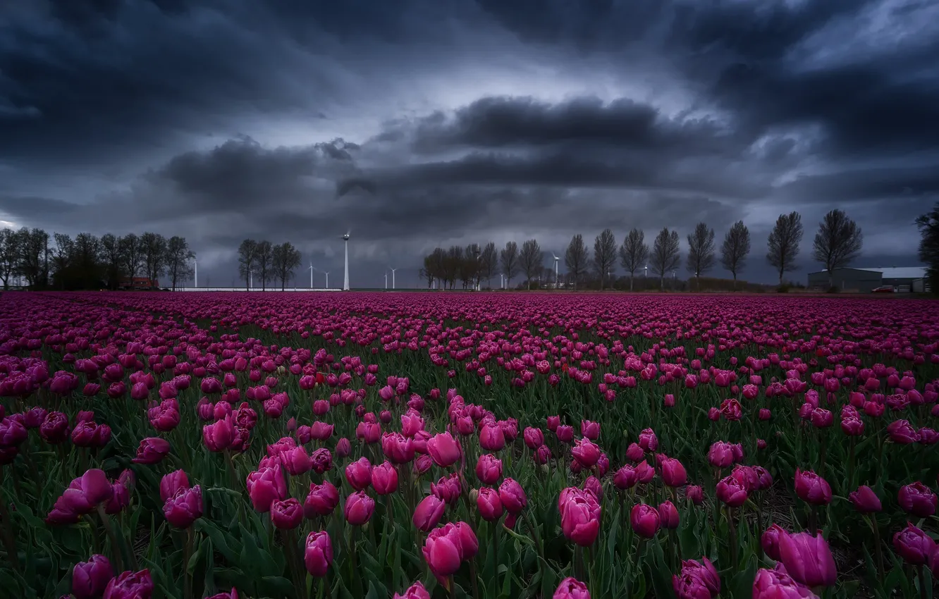 Photo wallpaper field, the sky, flowers, clouds, spring, tulips