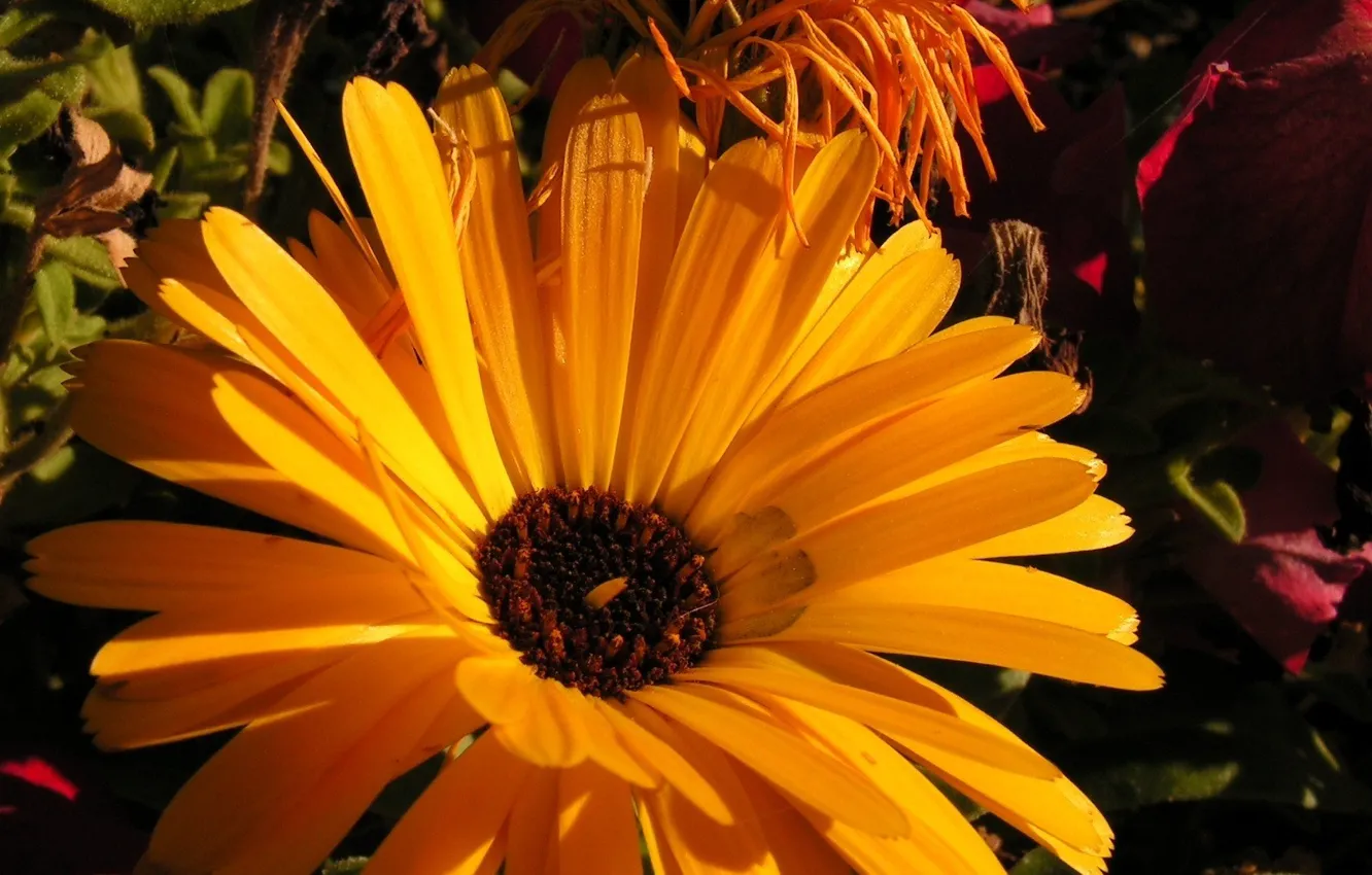 Photo wallpaper flowers, yellow, nature
