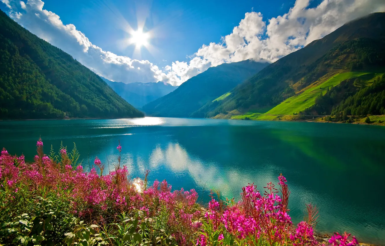 Photo wallpaper field, forest, the sky, the sun, clouds, trees, landscape, flowers