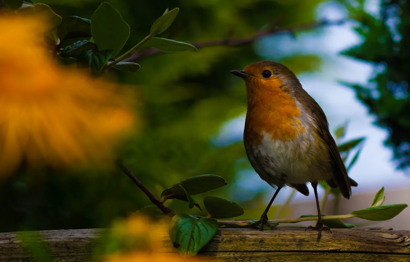 Photo wallpaper leaves, flowers, branches, nature, bird, foliage, log, bokeh
