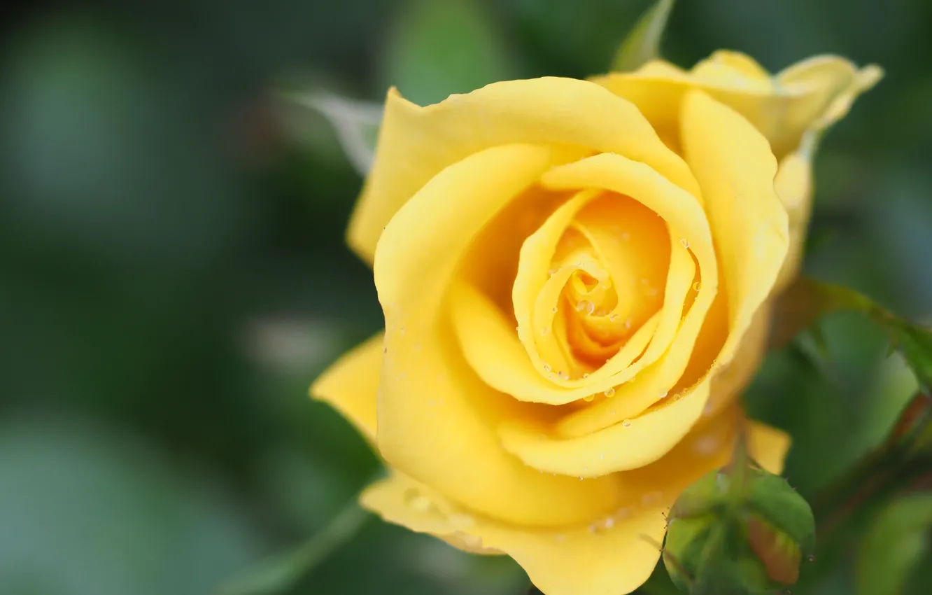 Photo wallpaper roses, macro, blur, bokeh, drops, yellow