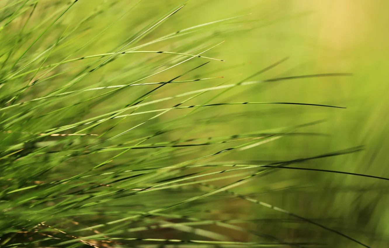 Photo wallpaper background, weed, grass