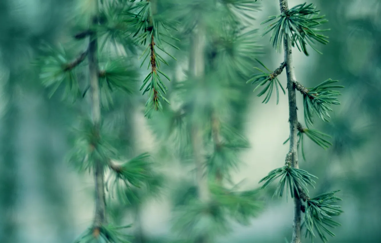 Photo wallpaper greens, needles, branches, bokeh
