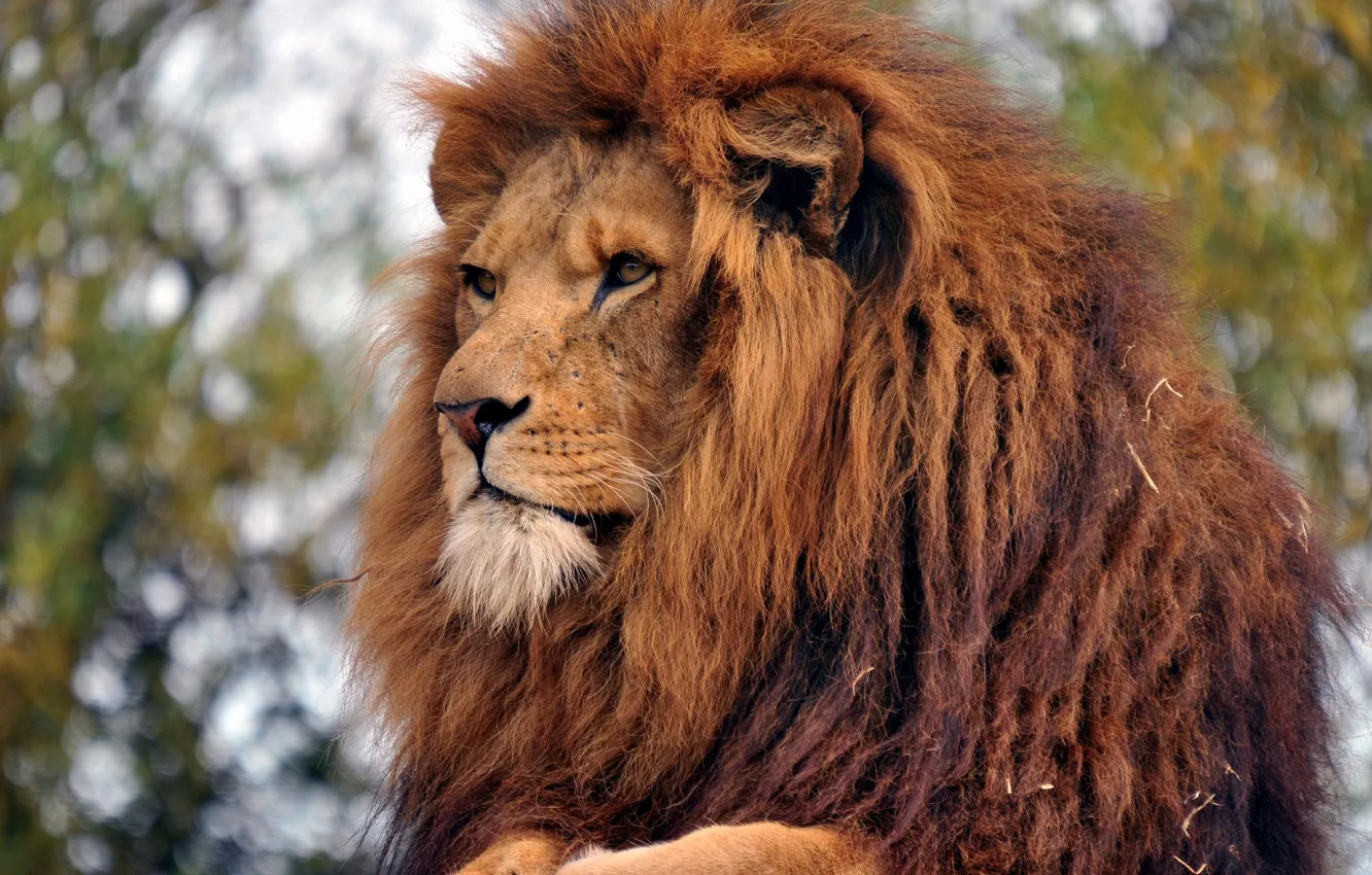 Photo wallpaper Leo, the king of beasts, adult