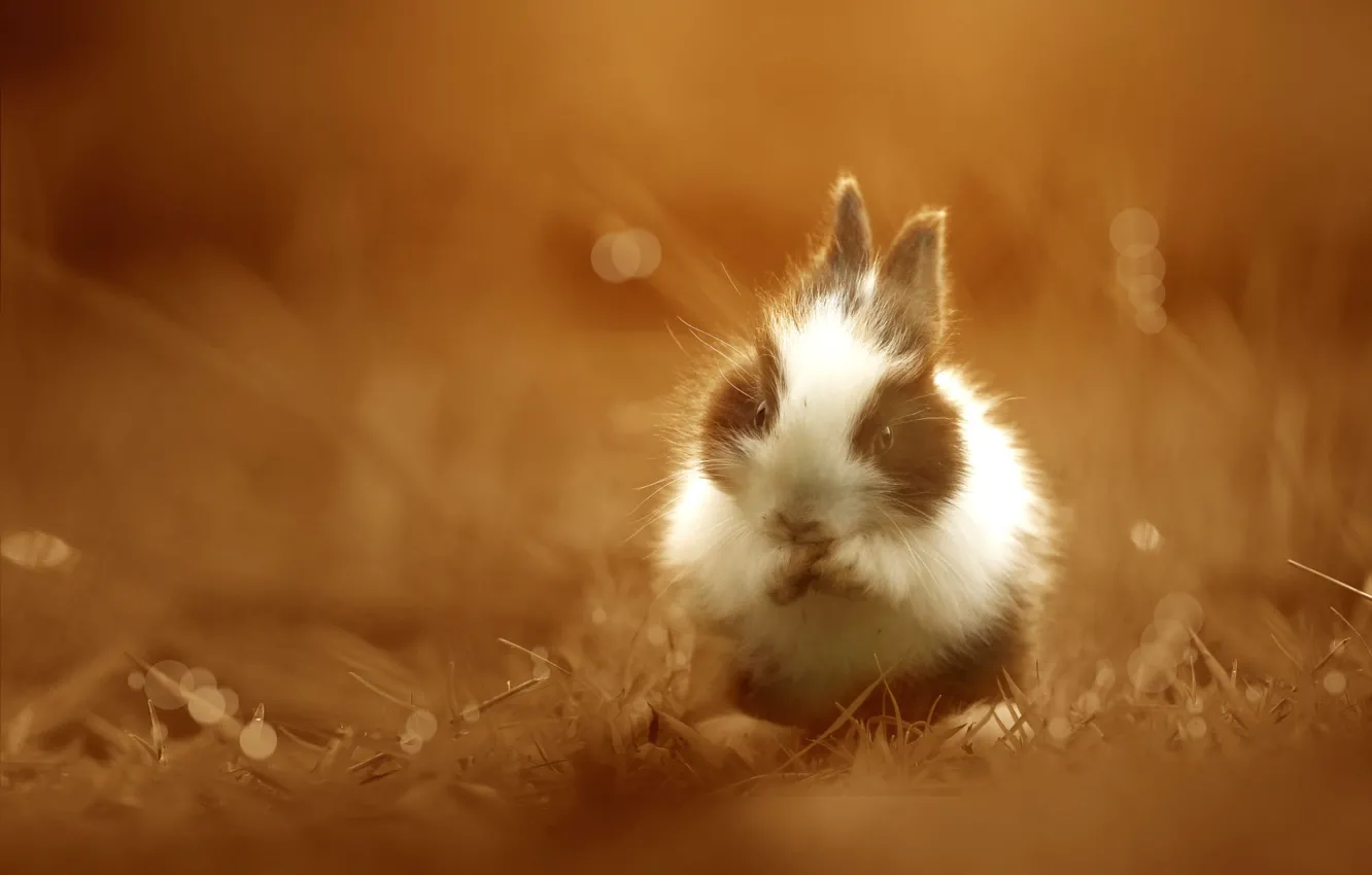 Photo wallpaper glade, hare, rabbit, rabbit, hare