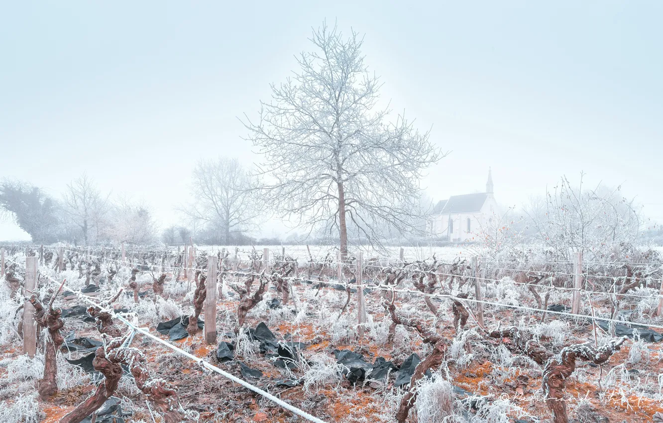 Photo wallpaper winter, frost, fog, vineyard